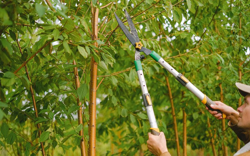 Tree trimming in Talkeetna, AK